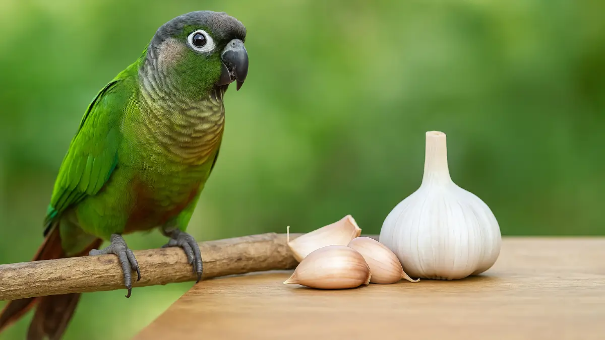 Πράσινη κονιούρα σε ξύλινο κλαδί, δίπλα σε κεφαλή και σκελίδες σκόρδου, με φόντο θολή πρασινάδα