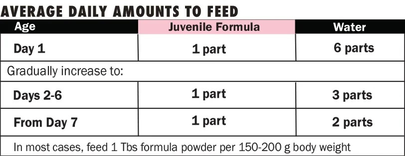 Σίτιση με Harrison's Juvenile Formula