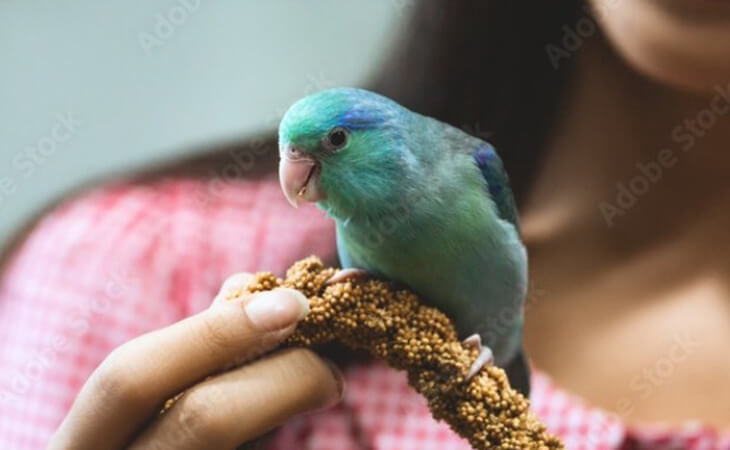 Bird Treats