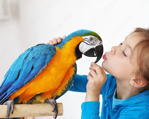 Parrot Love