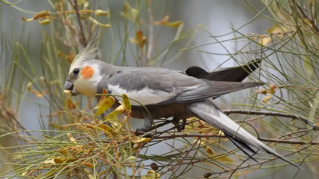 Άγριο Cockatiel σε δέντρο τσιμπάει καρπούς