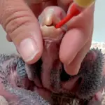 Τάισμα νεοσσού με Neonatal Hand Feeding