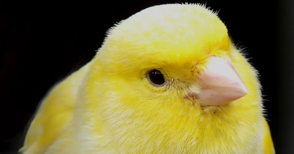 Yellow Canary