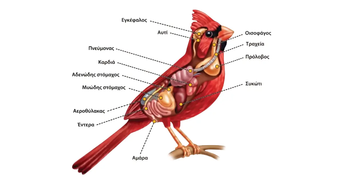 Ανατομία Πτηνού
