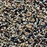 Σπόροι Μείγματος Royal Vogelfutter Goldfinch Breeding Plus No1