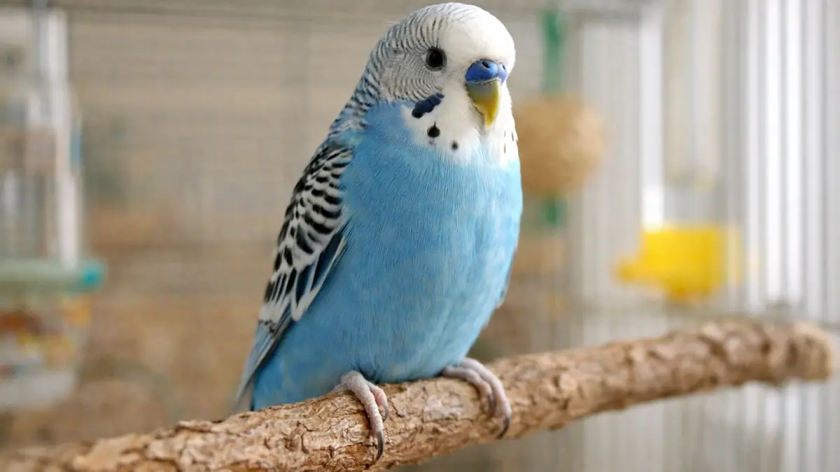 Πόδι παπαγάλου σε φυσική πατήθρα με σωστή διάμετρο και φυσική κάμψη δαχτύλων